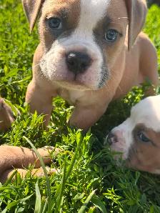 Olde English Bulldogs IOEBA REGISTERED - Photo 8