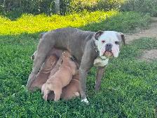 Olde English Bulldogs IOEBA REGISTERED - Photo 9