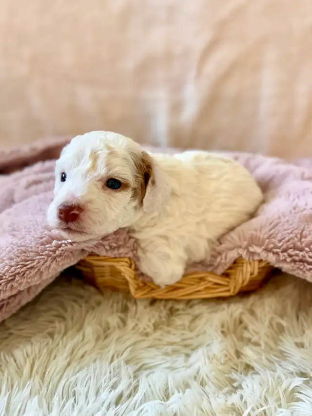 The Sweetest Mini Multigenerational Bernedoodle Puppies