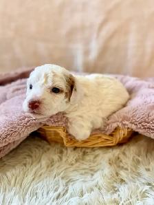 The Sweetest Mini Multigenerational Bernedoodle Puppies