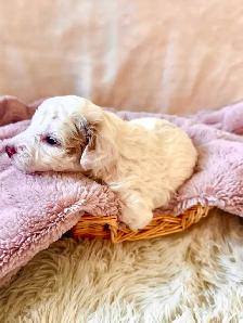 The Sweetest Mini Multigenerational Bernedoodle Puppies - Photo 2