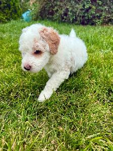 The Sweetest Mini Multigenerational Bernedoodle Puppies - Photo 3