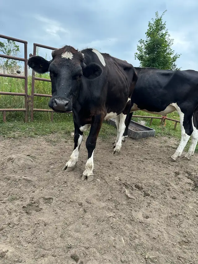 Holstein Steer and heifer grass fed