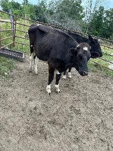 Holstein Steer and heifer grass fed - Photo 2