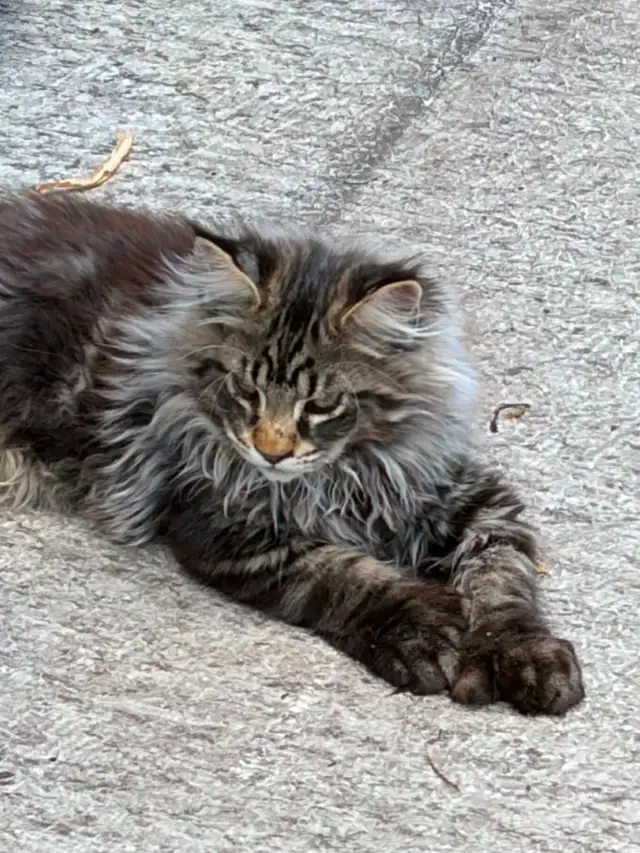 maine coon kittens