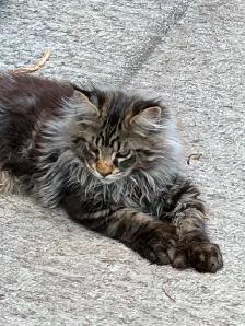 maine coon kittens