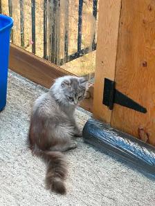 maine coon kittens - Photo 2