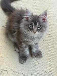 maine coon kittens - Photo 3
