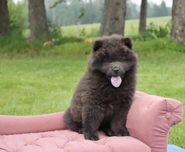 chow puppy