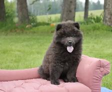 chow puppy