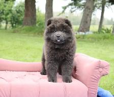 chow puppy - Photo 2
