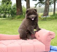 chow puppy - Photo 3
