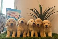 golden retriever roux et beige