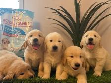 golden retriever roux et beige - Photo 2