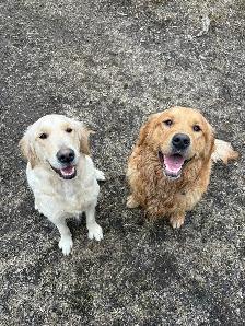golden retriever roux et beige - Photo 3