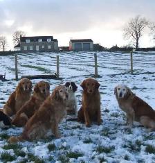 golden retriever roux et beige - Photo 4