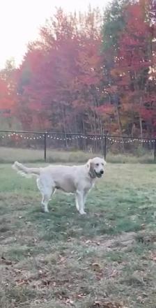 golden retriever roux et beige - Photo 5