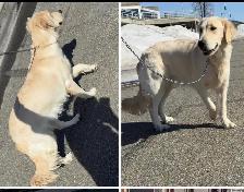 golden retriever roux et beige - Photo 6