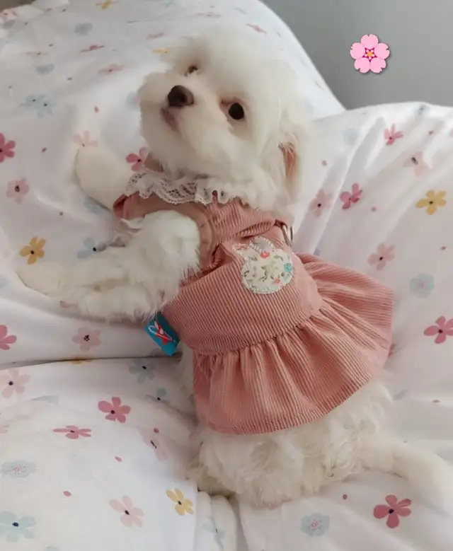 Adorables bichon/ shihtzu 2 femelles 2 mâles