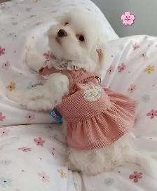 Adorables bichon/ shihtzu 2 femelles 2 mâles