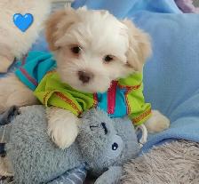 Adorables bichon/ shihtzu 2 femelles 2 mâles - Photo 2