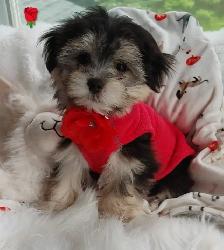 Adorables bichon/ shihtzu 2 femelles 2 mâles - Photo 3