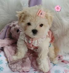 Adorables bichon/ shihtzu 2 femelles 2 mâles - Photo 4