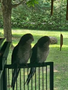 2 Parakeet Looking for forever home