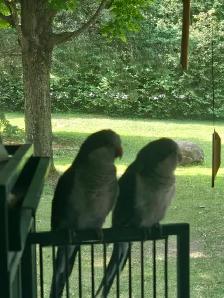2 Parakeet Looking for forever home - Photo 2