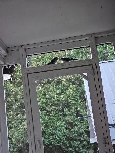 2 Parakeet Looking for forever home - Photo 3