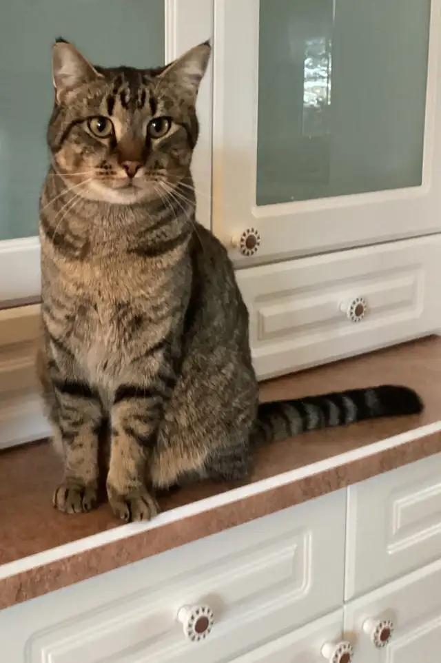 Lost cat - Please help!