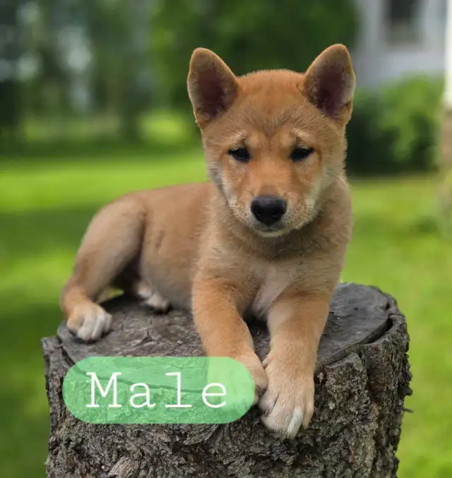 Shiba Inu Cross