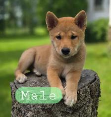 Shiba Inu Cross