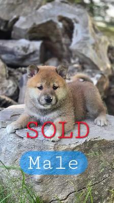 Shiba Inu Cross - Photo 2