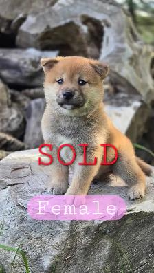Shiba Inu Cross - Photo 3