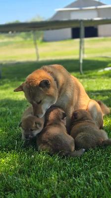 Shiba Inu Cross - Photo 4