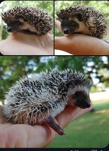 ❤️ Full masked baby girl hedgehog babies! Text to reply!
