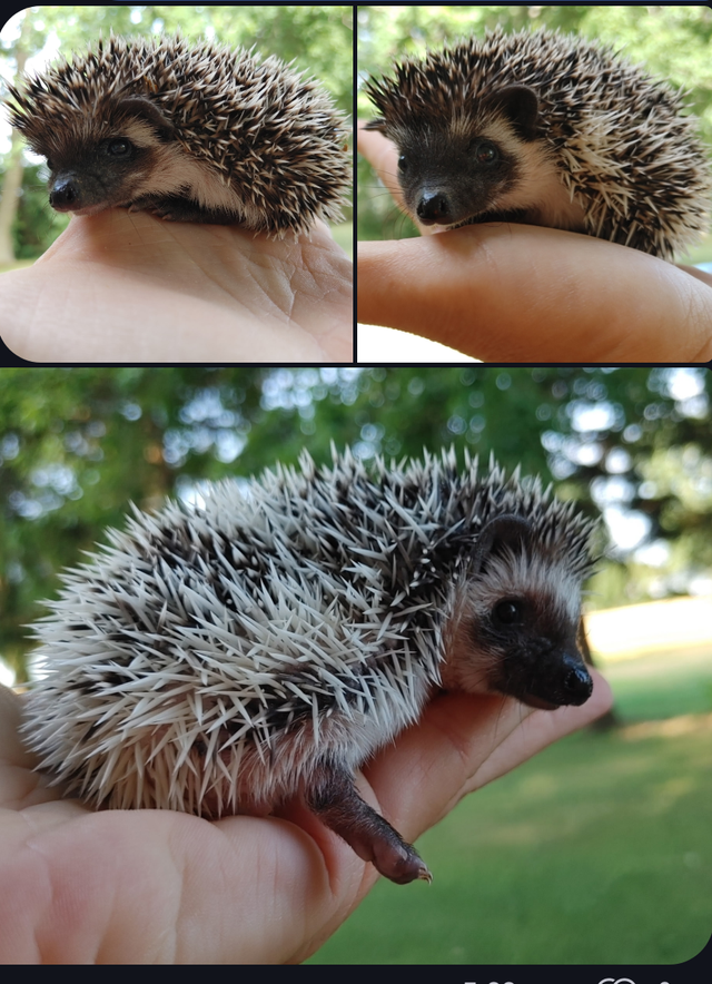 ❤️ Full masked baby girl hedgehog babies! Text to reply!!