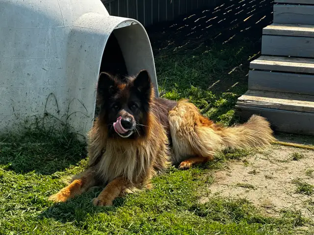 7yr old German Shepherd (long haired)