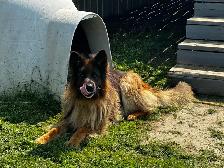 7yr old German Shepherd (long haired)