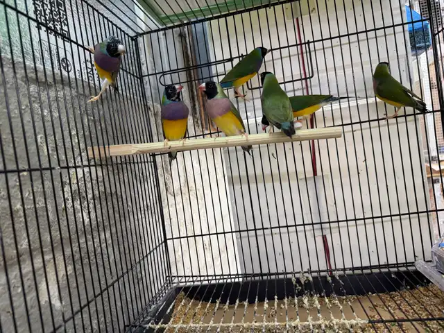 Gouldian Finches