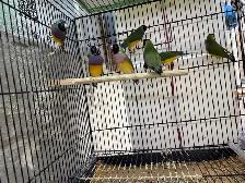 Gouldian Finches