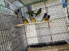 Gouldian Finches - Photo 2