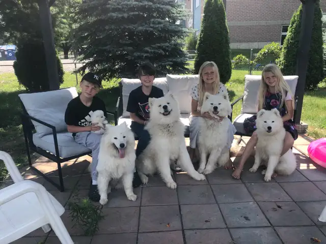 Famille de Samoyed pute race