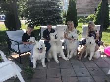 Famille de Samoyed pute race