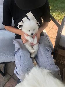 Famille de Samoyed pute race - Photo 2