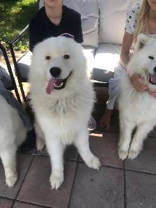 Famille de Samoyed pute race - Photo 3