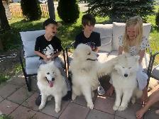 Famille de Samoyed pute race - Photo 4