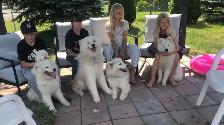 Famille de Samoyed pute race - Photo 5