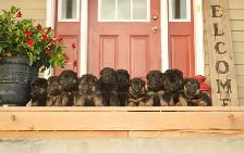 German Shepherd Puppies